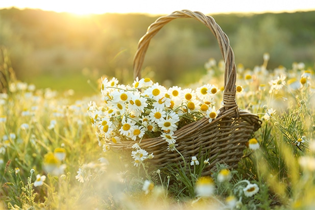 �J�c�~�������� (�J�~�c���P���L���E�W��) �C���[�W
