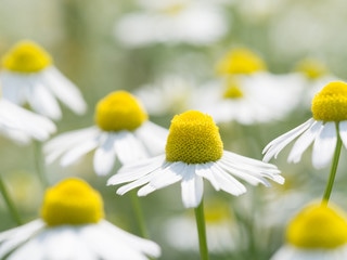 GAIAネット華密恋 (かみつれん) 薬用入浴剤 50ml (医薬部外品)(50ml