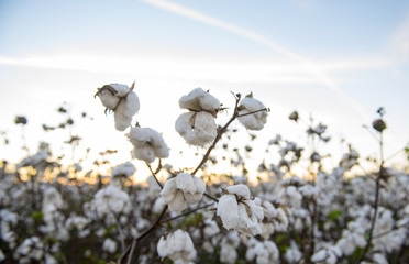 �V�V�t�B�[�� �I�[�K�j�b�N�R�b�g��